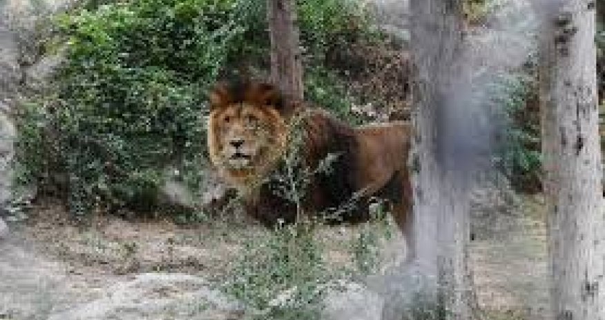 Zooparka getmək istəyənlər böyük şəxslər 7 manat ödəməli olacaq