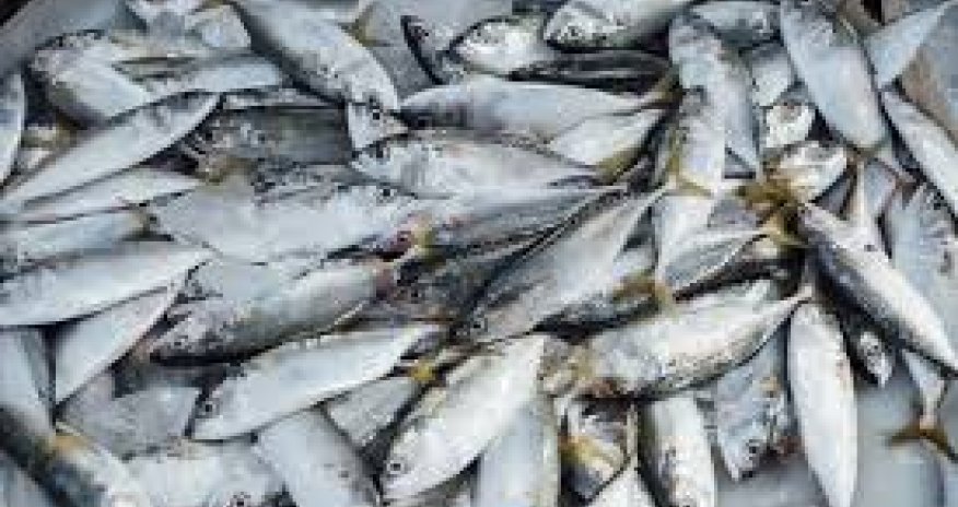 Россия сократила импорт рыбы из Турции