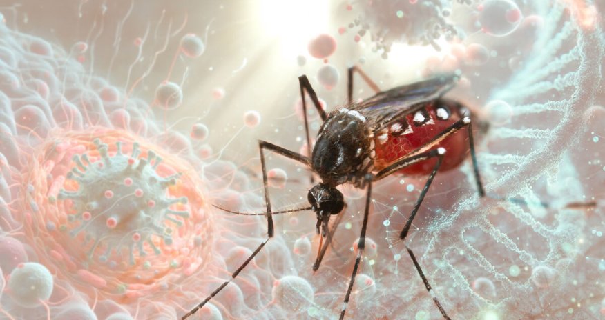 Ermənistanda Qərbi Nil virusu yayılıb, ölən var