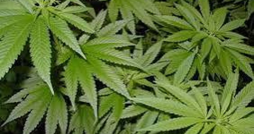 В Агдаме уничтожено свыше тонны дикорастущей конопли