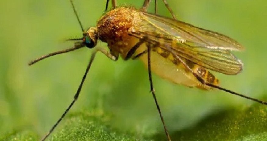 Ermənistanda 58 nəfər Qərbi Nil virusuna yoluxub