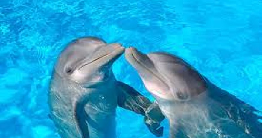 18 nəfəri delfin dişlədi - Çimərliyə gələnlərə xəbərdarlıq