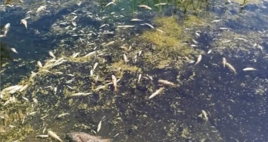 Ukrayna Rusiyanı çayları zəhərli maddələrlə zəhərləməkdə ittiham edib