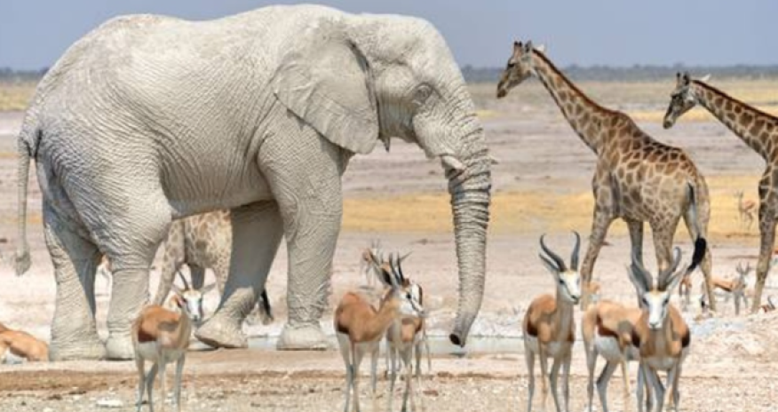 Bu ölkədə fillər və begemontlar məhv ediləcək