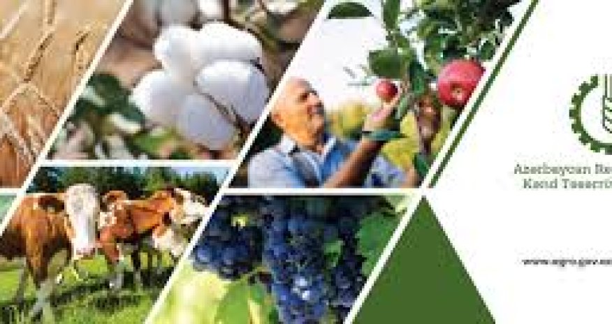 Azərbaycanın aqrar sektoru sürətlənib