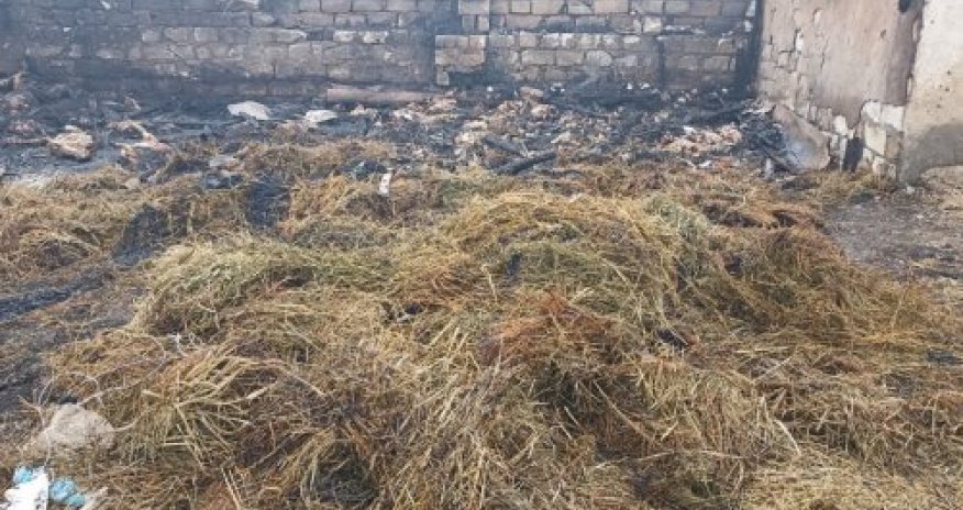 Qubada onlarla xırdabuynuzlu heyvan tələf olub