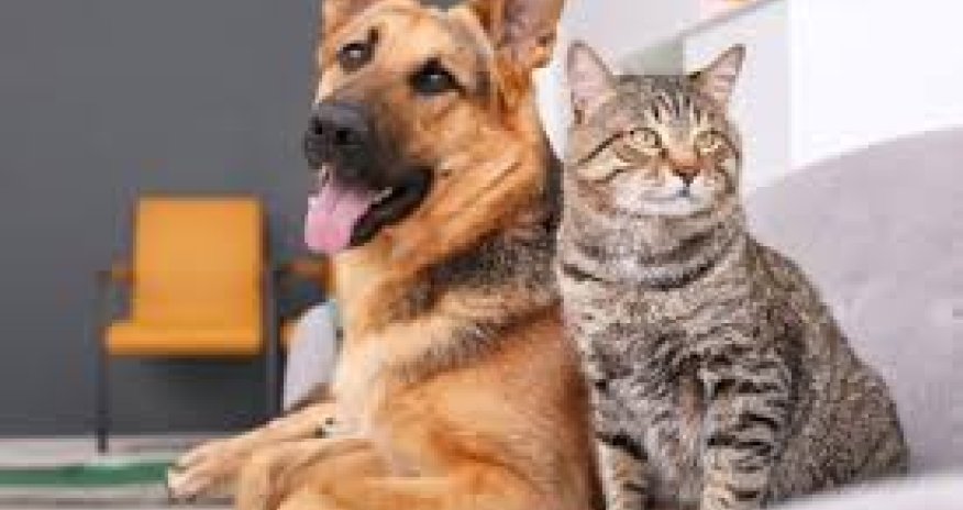 Heyvanlarla rəhmsiz rəftar edilməsinə görə cərimələr artırılır