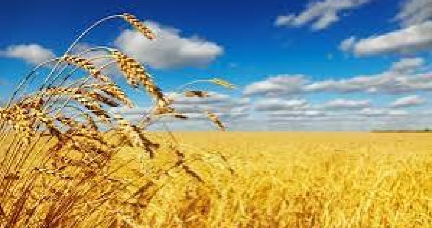 Армения столкнулась с дефицитом пшеницы