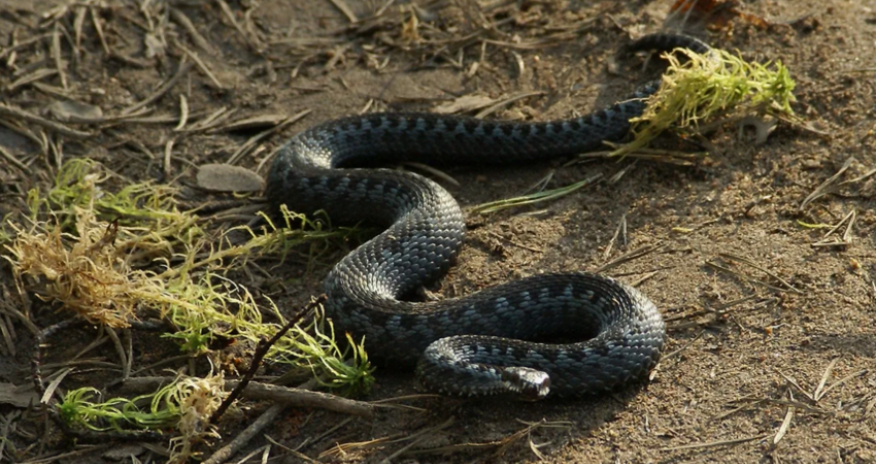 Hacıqabul sakinini ilan sancıb