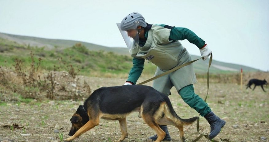 3 mine detection dogs presented to Azerbaijan National Agency for Mine Action