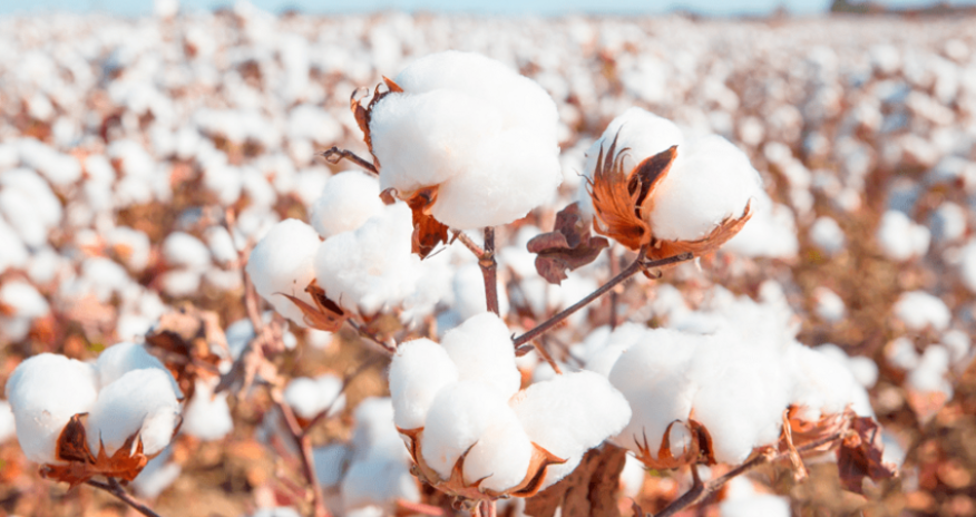 Azərbaycan pambıq mahlıcı ixracını 2 dəfə artırıb