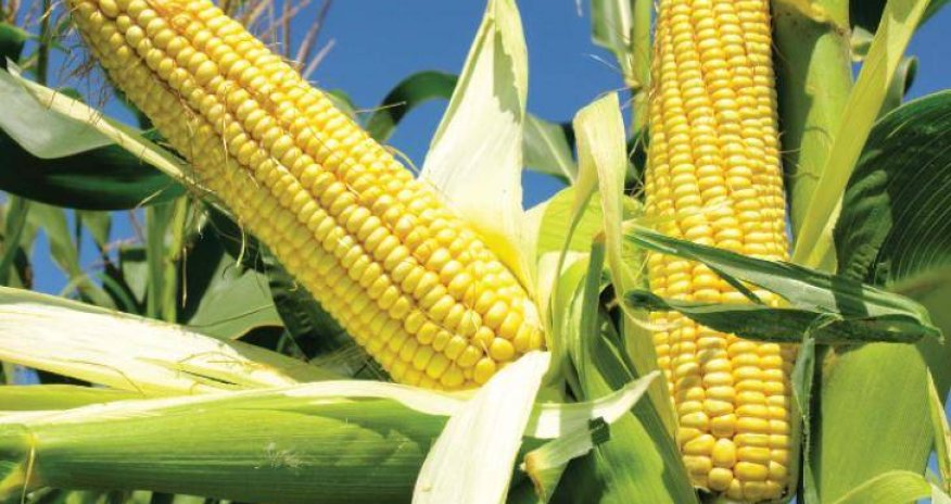 Fermerlər qarğıdalı əkinlərinə görə məhsul subsidiyası da ala biləcəklər