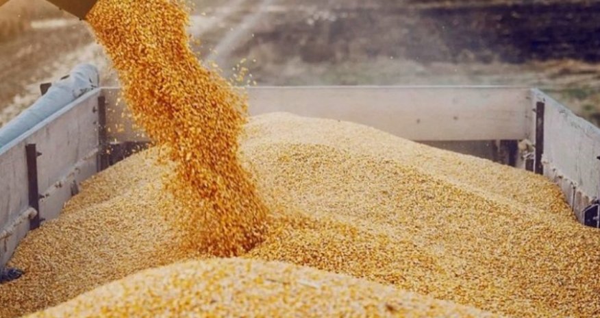 Экспорт зерна из Казахстана в 2024 году достигнет 12 млн тонн