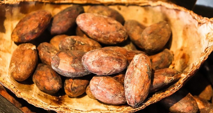 Kakao paxlasının qiyməti ilin sonuna qədər Bitcoin-dən yuxarı qalxa bilər