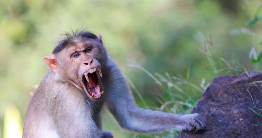 Meymunlar kənd sakinlərinə hücum edir