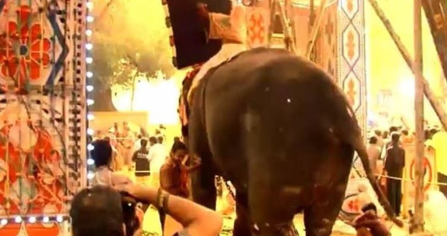 Hindistanda fil insanlara hücum edib - Video