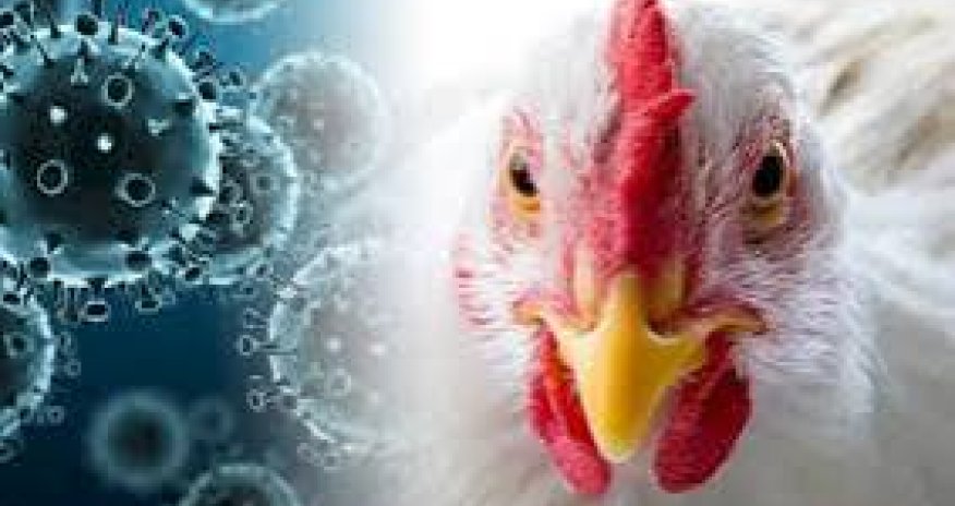 ÜST quş qripinin epidemiya təhlükəsi yaratmadığını deyir