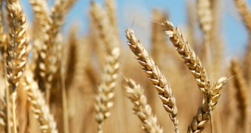 Azərbaycanda buğda səpini 15,5% azalıb