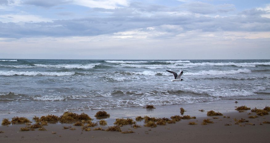 Meksika Google-u məhkəməyə verəcək