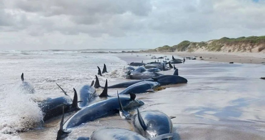 Avstraliyada balinalar sahilə çıxıb - Fotolar