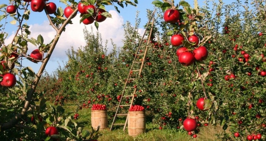 5 meyvə sığortalanan meyvələrin siyahısına əlavə edilib
