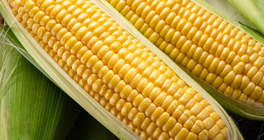 ABŞ Rusiyaya qarğıdalı ixracını bərpa edib