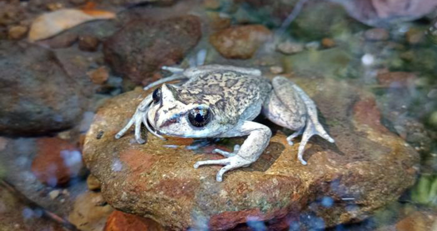 Alimlər 120 ildən sonra nəsli kəsilmiş qurbağa növləri aşkar edib