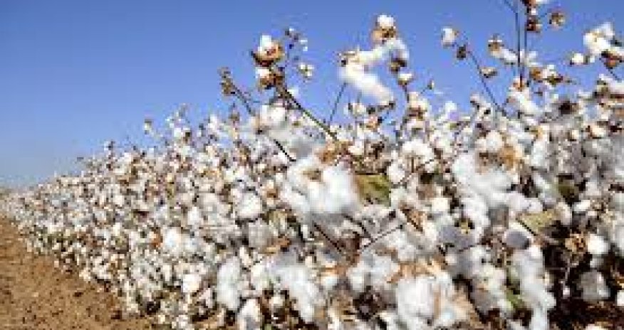 Cotton steady as higher oil, grain prices provide support