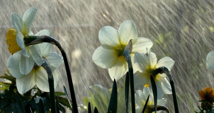 Sabah yağış yağacaq, şimşək çaxacaq