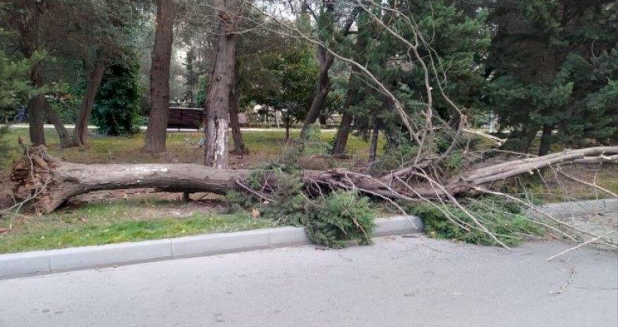 Küləyin gücündən 10 ağac aşıb