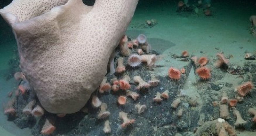 Ученые нашли процветающую экосистему под отколовшимся айсбергом в Антарктиде