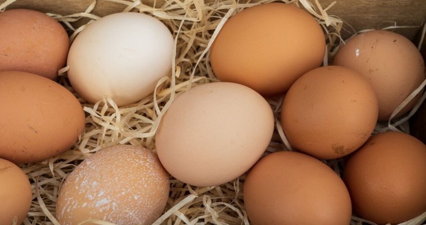 США удвоили импорт яиц из Бразилии из-за вспышки птичьего гриппа
