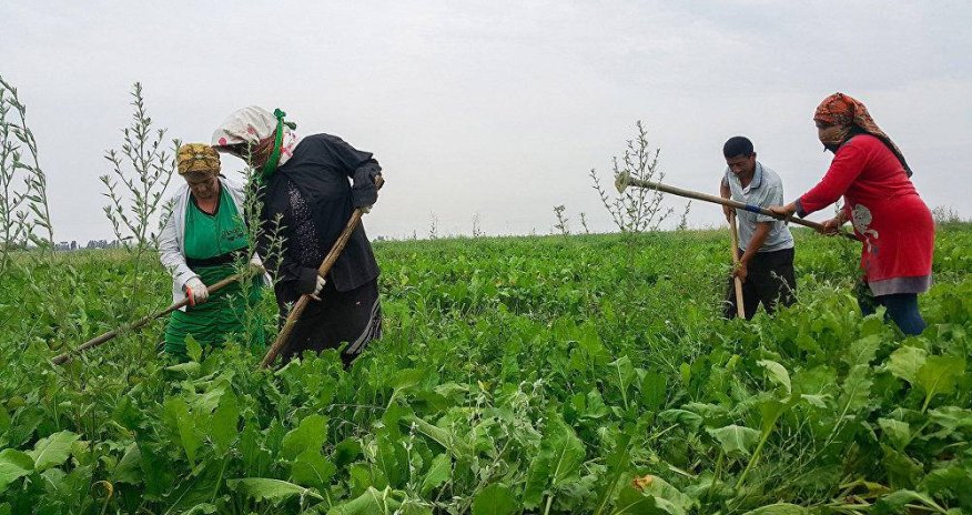 Sərt qış fermerləri çətin vəziyyətdə qoyub: 5 min manatlıq ziyan dəyib
