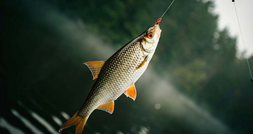 
Azərbaycan balıq ovunu 1 %-dən çox artırıb