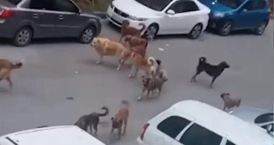 Deputat təklif edir ki, sahibsiz itlərlə bağlı yeni qanun qəbul edilsin