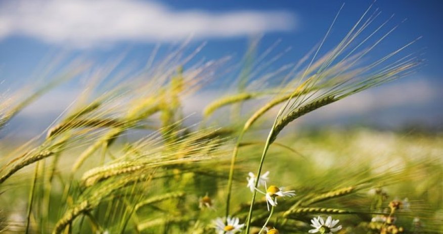 Küləkli hava şəraiti ilə bağlı sarı və narıncı xəbərdarlıq verilib