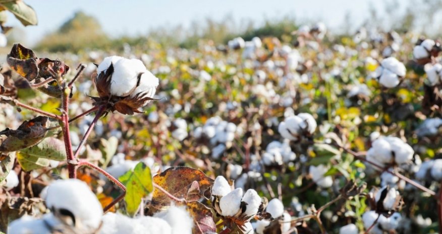 Azərbaycanda pambıq ixracı azalıb