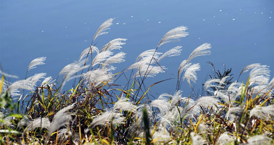 Bəzi ərazilərdə güclü külək əsir - Faktiki hava açıqlanıb