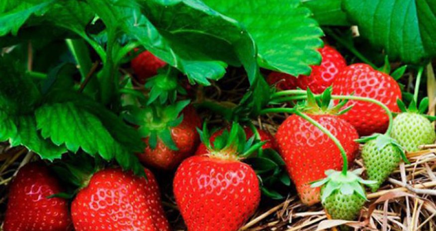 Çiyələk bağlarının sığortalanmasına başlanılıb