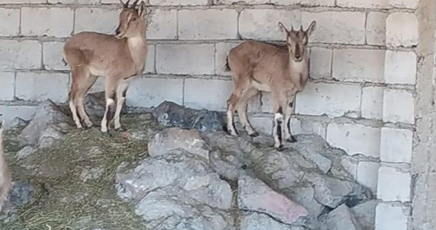 Fermasında dağ keçiləri saxlayan ovçu tutulub