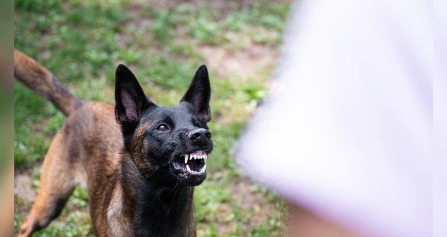 Sumqayıtda it dişləməsi diaqnozu ilə 6 nəfər hospitalizasiya olunub