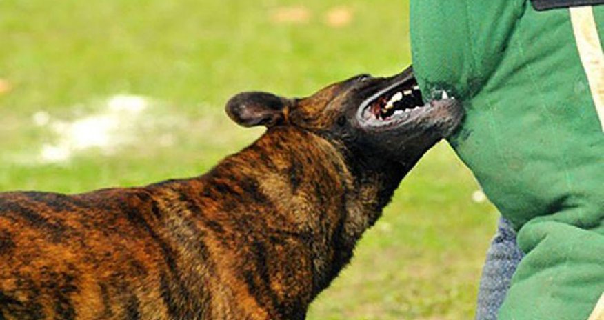 Ağdamda azyaşlını it dişləyib