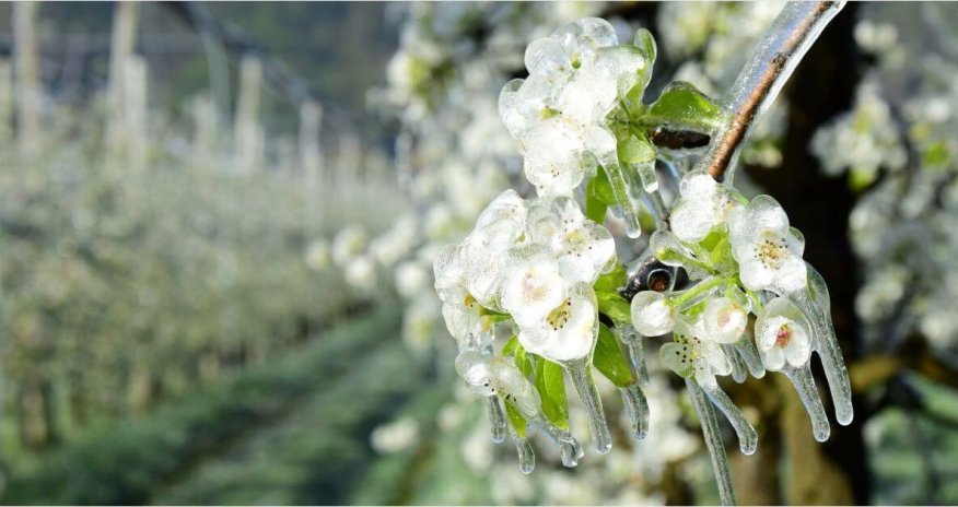 В Турции сильнейшие заморозки погубили урожай фруктов