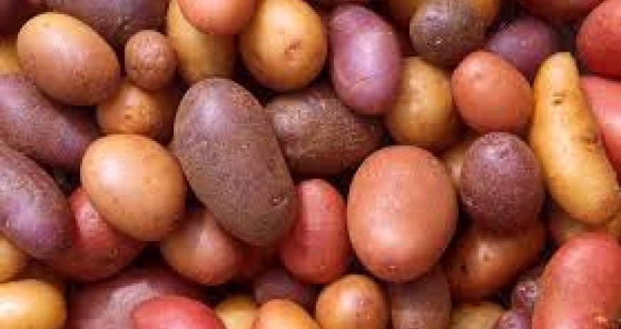 Kyrgyzstan exported 300 kg of potatoes to Azerbaijan
