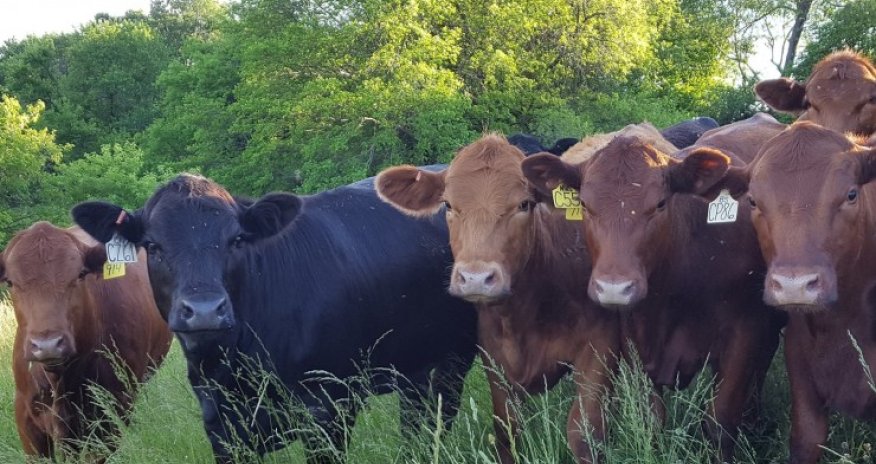 Qonşuları narahat edən tövlə qoxusu: Qanun nə deyir?