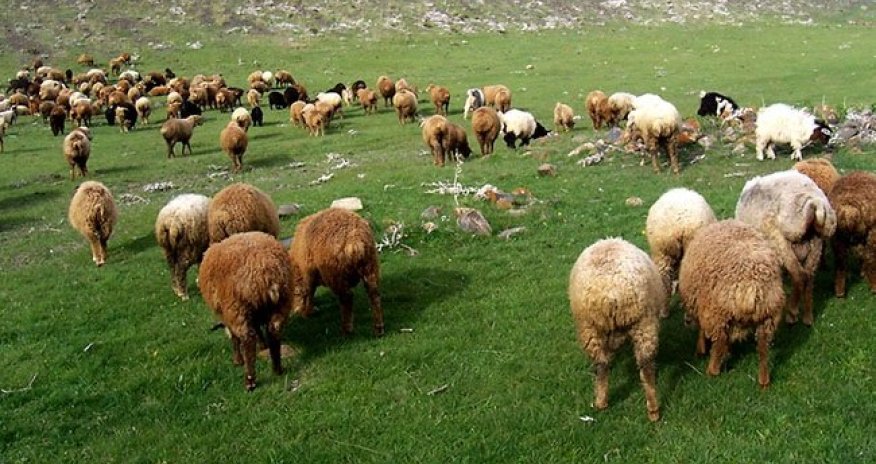 Samuxda vətəndaşın 154 baş xırdabuynuzlu heyvanı oğurlanıb