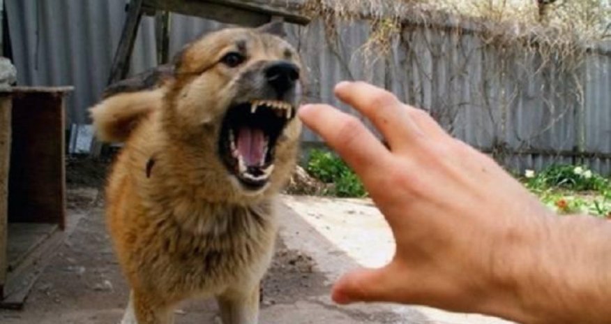 Qubada 3 nəfəri it dişləyib