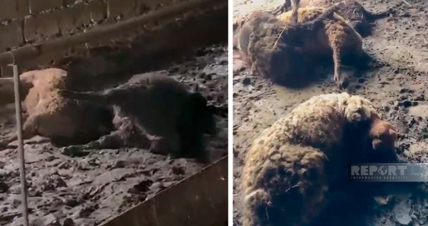 Ağstafada canavarlar fermada 27 qoyunu parçalayıb