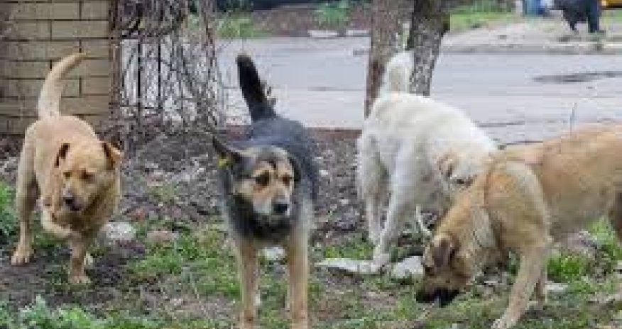 &ldquo;Sahibsiz Heyvanlara Qayğı Mərkəzi&rdquo; yaradılıb