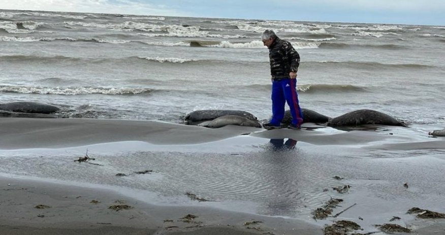 Xəzər sahillərində xeyli sayda ölmüş suiti tapılıb